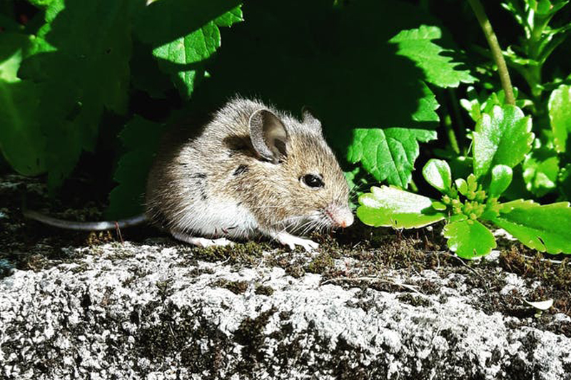 erik pike ongedierte bestrijding muizen