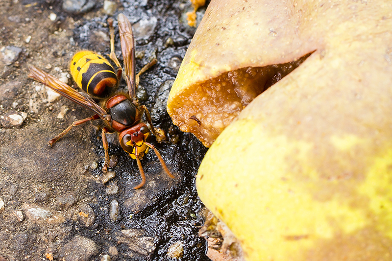 erik pike ongedierte bestrijding wespen
